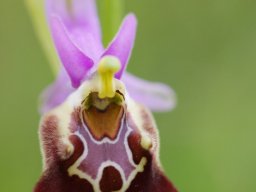 Ophrys_apulica_descente_vers_Mattinata